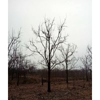 16公分柿子樹價格（園林景觀苗木）