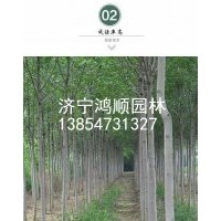 長期供應(yīng)白蠟小苗 白蠟樹苗 行道樹 速生白臘樹苗