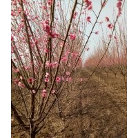 紅梅