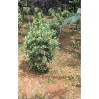 金邊黃楊