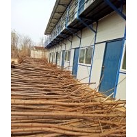河北火炬樹