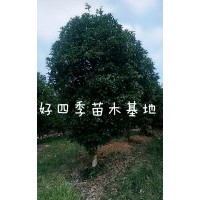 掛花