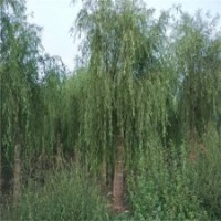 垂柳樹苗，垂柳廠家，23公分垂柳價格