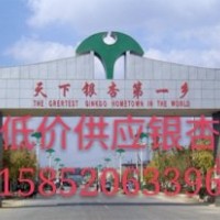 長期供應(yīng)銀杏樹