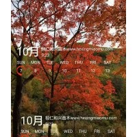 大量供應(yīng)東北檸筋槭，叢生擰筋槭遼寧檸筋槭