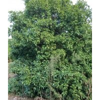 供應(yīng)桂花楊梅茶梅茶花臘梅美人梅石榴日本紅楓紅豆杉深山含笑
