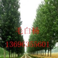 窄冠毛白楊
