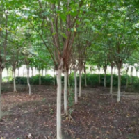 紫薇樹(shù)