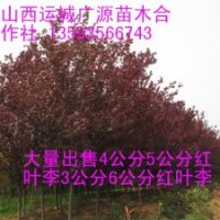 5公分6公分紅葉李大量出售