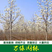 白玉蘭