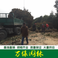 廣玉蘭