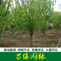 榆葉梅