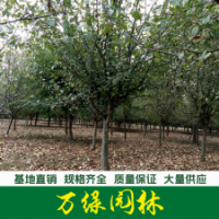 木瓜樹(shù)