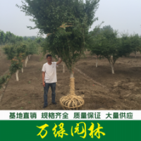 雞爪槭