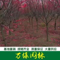 紫葉碧桃