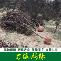 紫葉桃