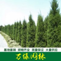 蜀檜