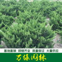 龍柏球