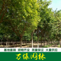 五角楓