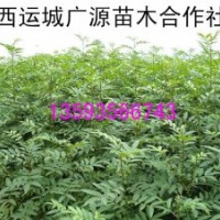 花椒苗、1年生花椒苗大量出售