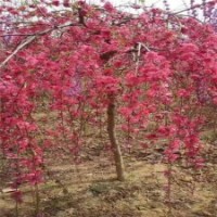 供應垂枝碧桃 5-6公分垂枝碧桃價格 7-8公分垂枝碧桃基地