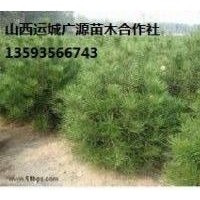 1米華山松大量低價出售