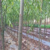 保定5公分旱柳