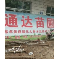 主營(yíng)：柳樹(shù)2-40公分（速生柳 旱柳 垂柳 金絲柳 黃皮柳 ）
