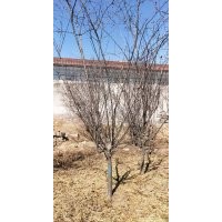 北美海棠，西府海棠，平枝栒子，紅瑞木，大葉黃楊，連翹，丁香
