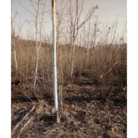 供應(yīng)大量適合北方地區(qū)綠化苗木。白樺，樟子松，百花花楸，紫葉稠