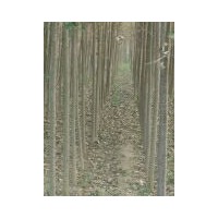 107速生楊