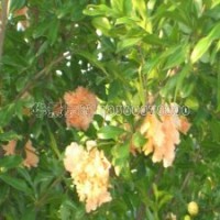 花石榴的最新報(bào)價及市場銷售的趨勢
