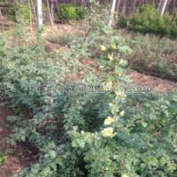 最新刺玫花苗價格表及基地實拍圖