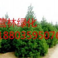 10-15公分白皮松價(jià)格_10-30公分白皮松價(jià)格_供應(yīng)山西