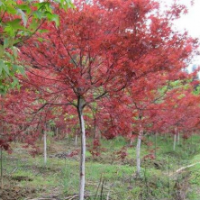 紅葉羽毛楓