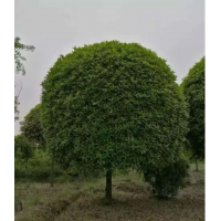 桂花樹