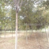 7-8公分櫸樹(shù)的批發(fā)價(jià)格