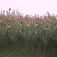 產(chǎn)地直銷4公分的紫薇花，批發(fā)便宜
