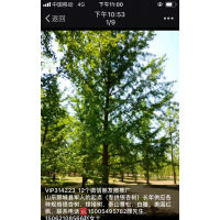 山東省郯城縣大量出售各種規(guī)格銀杏樹
