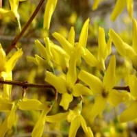 50公分連翹花苗的價(jià)格_大量苗源