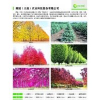 彩葉樹(精品)
