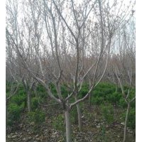 供應(yīng)櫻花，精品櫻花，各種規(guī)格櫻花