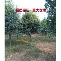 福建精品地徑5公分桂花 樹苗木 價格優(yōu)惠