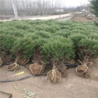 華東刺柏基地_品種優(yōu)_價格優(yōu)