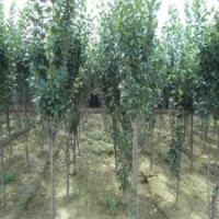 產(chǎn)地直銷9公分西府海棠，批發(fā)價350元