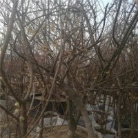 產(chǎn)地5公分臘梅樹(shù)的價(jià)格