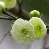 綠梅基地綠梅品種綠梅價(jià)格