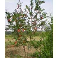 花石榴基地花石榴盆景的價(jià)格