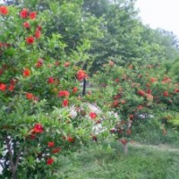 低價(jià)、優(yōu)質(zhì)的花石榴基地，大量貨源