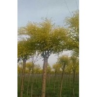 胸徑8公分金葉白蠟低價出售